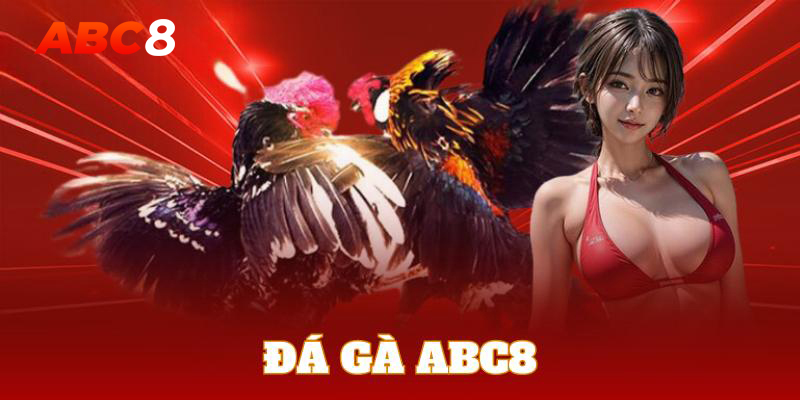 Đá gà abc8